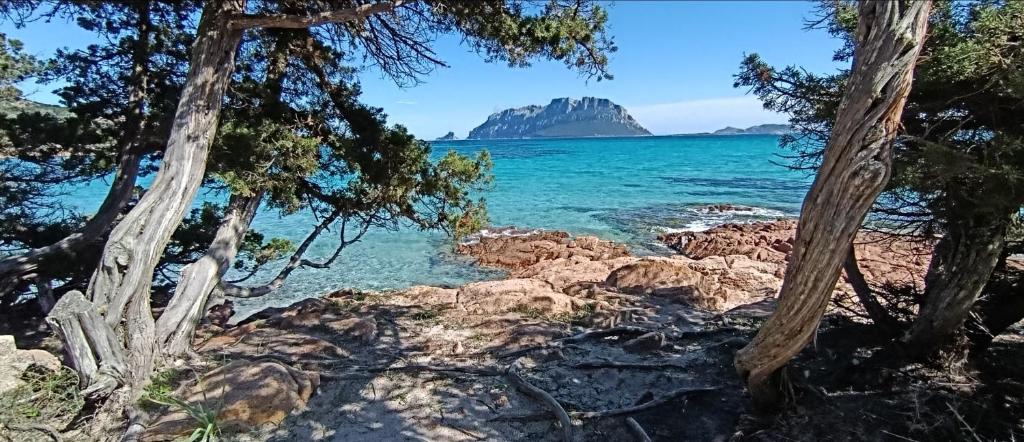 PROFUMO DI SARDEGNA - foto 20